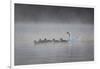 White Faced Whistling Ducks and a White Goose on a Misty Lake at Sunrise-Alex Saberi-Framed Photographic Print