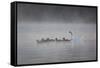 White Faced Whistling Ducks and a White Goose on a Misty Lake at Sunrise-Alex Saberi-Framed Stretched Canvas