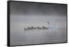 White Faced Whistling Ducks and a White Goose on a Misty Lake at Sunrise-Alex Saberi-Framed Stretched Canvas