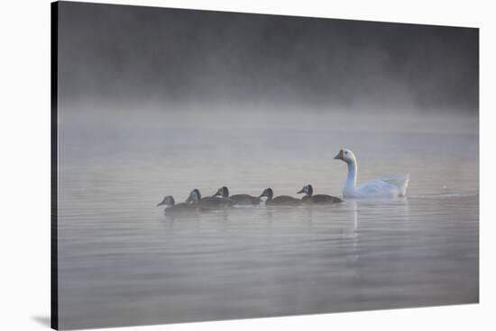 White Faced Whistling Ducks and a White Goose on a Misty Lake at Sunrise-Alex Saberi-Stretched Canvas
