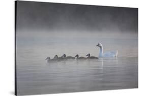 White Faced Whistling Ducks and a White Goose on a Misty Lake at Sunrise-Alex Saberi-Stretched Canvas