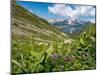 White false hellebore on a mountainside, Switzerland-Konrad Wothe-Mounted Photographic Print