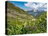 White false hellebore on a mountainside, Switzerland-Konrad Wothe-Stretched Canvas