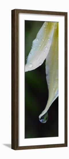 White Fawn Lily (Erythronium Oregonum) in Spring after a Rain, Silver Falls State Park, Oregon, USA-null-Framed Photographic Print