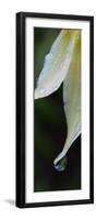 White Fawn Lily (Erythronium Oregonum) in Spring after a Rain, Silver Falls State Park, Oregon, USA-null-Framed Photographic Print