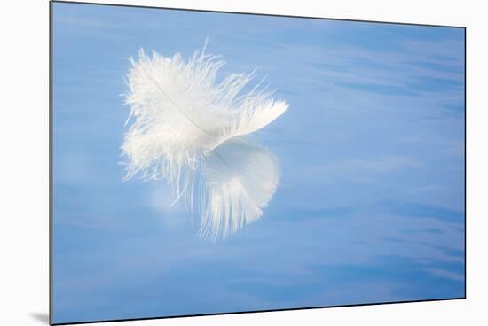 White Feather Reflects on Water, Seabeck, Washington, USA-Jaynes Gallery-Mounted Photographic Print