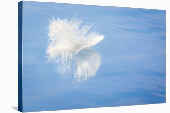 White Feather Reflects on Water, Seabeck, Washington, USA-Jaynes Gallery-Stretched Canvas