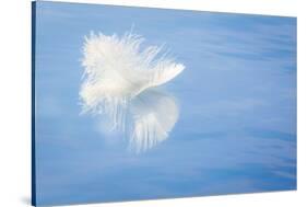 White Feather Reflects on Water, Seabeck, Washington, USA-Jaynes Gallery-Stretched Canvas