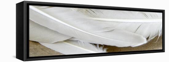 White Feathers-Nicole Katano-Framed Stretched Canvas