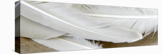 White Feathers-Nicole Katano-Stretched Canvas