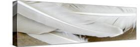 White Feathers-Nicole Katano-Stretched Canvas