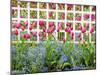 White fence with tulips and forget me nots-Sylvia Gulin-Mounted Photographic Print