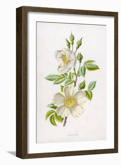 White Field Rose-null-Framed Art Print