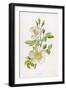 White Field Rose-null-Framed Art Print