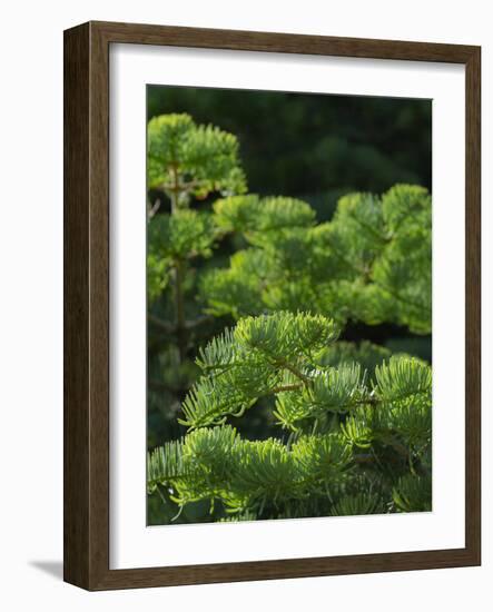 White fir needles, Abies concolor, Capulin Springs Trail, Sandia Mountains, New Mexico-Maresa Pryor-Framed Photographic Print