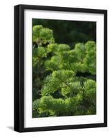 White fir needles, Abies concolor, Capulin Springs Trail, Sandia Mountains, New Mexico-Maresa Pryor-Framed Photographic Print