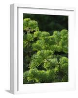 White fir needles, Abies concolor, Capulin Springs Trail, Sandia Mountains, New Mexico-Maresa Pryor-Framed Photographic Print