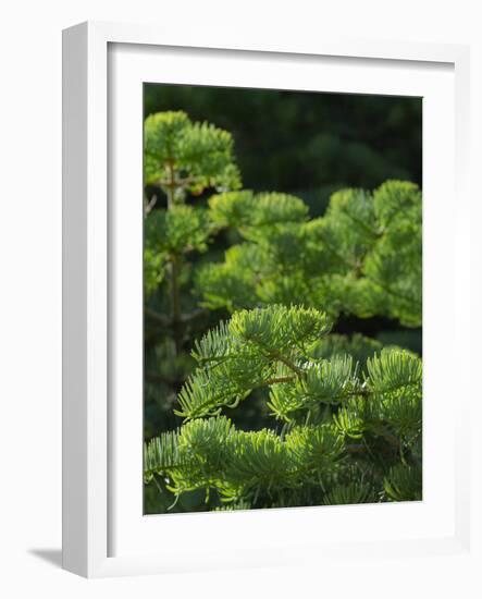 White fir needles, Abies concolor, Capulin Springs Trail, Sandia Mountains, New Mexico-Maresa Pryor-Framed Photographic Print