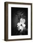 White Flag-Philippe Sainte-Laudy-Framed Photographic Print