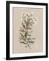 White Floral Stem I-Carol Robinson-Framed Art Print