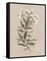 White Floral Stem I-Carol Robinson-Framed Stretched Canvas