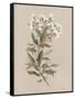 White Floral Stem I-Carol Robinson-Framed Stretched Canvas