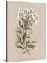 White Floral Stem I-Carol Robinson-Stretched Canvas