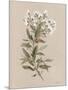 White Floral Stem I-Carol Robinson-Mounted Art Print