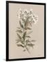 White Floral Stem I-Carol Robinson-Framed Art Print