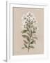 White Floral Stem II-Carol Robinson-Framed Art Print