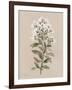 White Floral Stem II-Carol Robinson-Framed Art Print