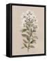 White Floral Stem II-Carol Robinson-Framed Stretched Canvas
