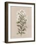 White Floral Stem II-Carol Robinson-Framed Art Print