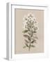 White Floral Stem II-Carol Robinson-Framed Art Print