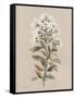 White Floral Stem II-Carol Robinson-Framed Stretched Canvas