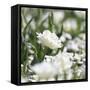 White Flower Abstraction-Incredi-Framed Stretched Canvas