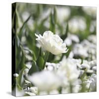 White Flower Abstraction-Incredi-Stretched Canvas