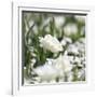 White Flower Abstraction-Incredi-Framed Giclee Print