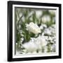 White Flower Abstraction-Incredi-Framed Giclee Print