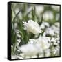 White Flower Abstraction-Incredi-Framed Stretched Canvas