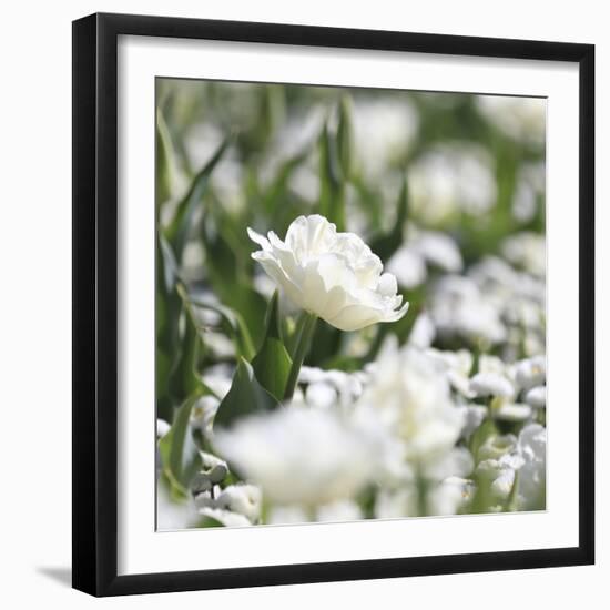 White Flower Abstraction-Incredi-Framed Giclee Print