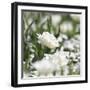 White Flower Abstraction-Incredi-Framed Giclee Print