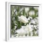 White Flower Abstraction-Incredi-Framed Giclee Print