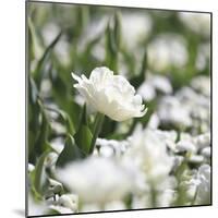 White Flower Abstraction-Incredi-Mounted Giclee Print