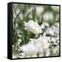 White Flower Abstraction-Incredi-Framed Stretched Canvas