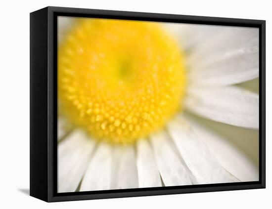 White Flower Close Up, the White River, Akansas-Andrew R. Slaton-Framed Stretched Canvas