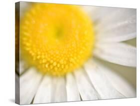 White Flower Close Up, the White River, Akansas-Andrew R. Slaton-Stretched Canvas