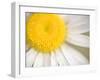 White Flower Close Up, the White River, Akansas-Andrew R. Slaton-Framed Premium Photographic Print