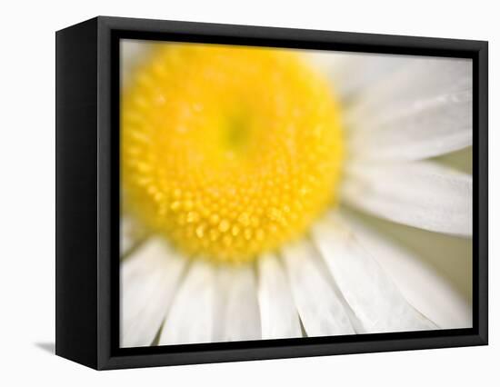 White Flower Close Up, the White River, Akansas-Andrew R. Slaton-Framed Stretched Canvas