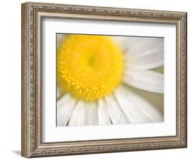 White Flower Close Up, the White River, Akansas-Andrew R. Slaton-Framed Photographic Print